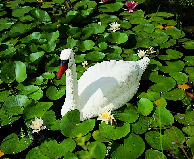 koi-kert20261020184809124770