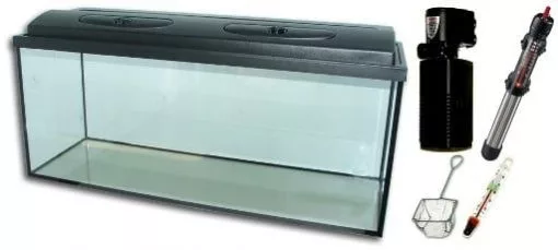 koi-kert20261020193247136238