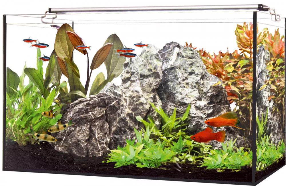 koi-kert20261020193423136580