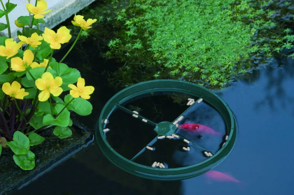 koi-kert20261020195154140025