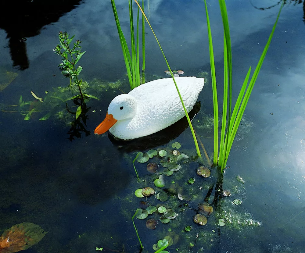 koi-kert20261020210504156030